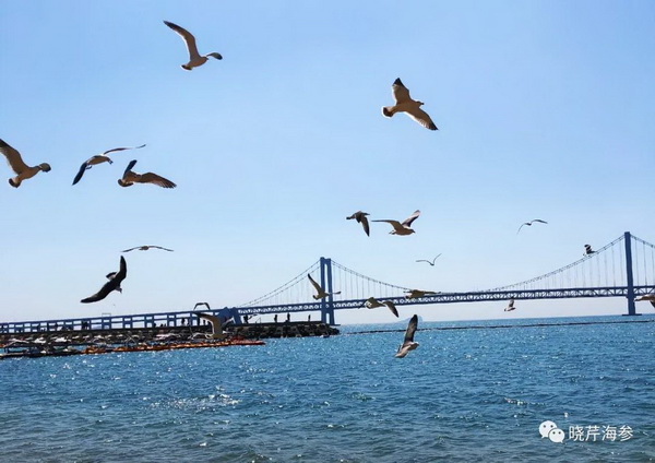 風(fēng)吹浪涌,曉芹,大連海參,曉芹海參,海參,電影,院線.jpg